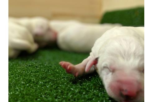 成約済の愛知県のダルメシアン-69811の6枚目