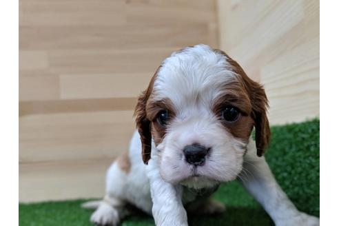 成約済の愛知県のキャバリアキングチャールズスパニエル-68259