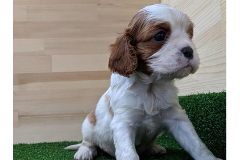成約済の愛知県のキャバリアキングチャールズスパニエル-68259の4枚目