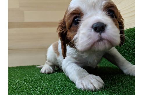 成約済の愛知県のキャバリアキングチャールズスパニエル-68259の3枚目