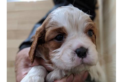 成約済の愛知県のキャバリアキングチャールズスパニエル-68259の2枚目