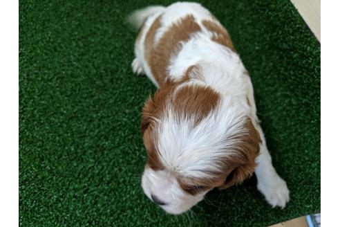 成約済の愛知県のキャバリアキングチャールズスパニエル-68262の2枚目
