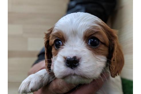 成約済の愛知県のキャバリアキングチャールズスパニエル-68261