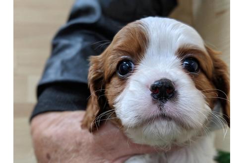 成約済の愛知県のキャバリアキングチャールズスパニエル-68263の1枚目