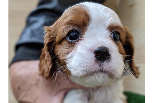 成約済の愛知県のキャバリアキングチャールズスパニエル-68263の3枚目