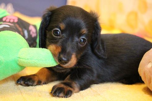 成約済の愛知県のカニンヘンダックスフンド(ロングヘアード)-68115の14枚目