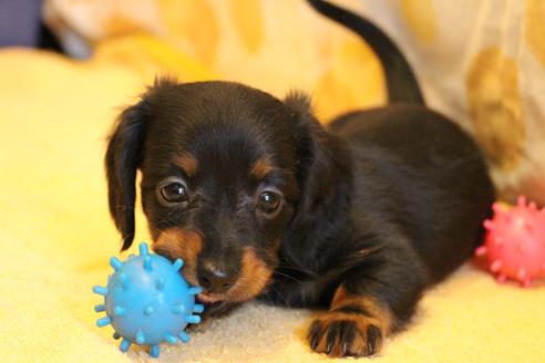 成約済の愛知県のカニンヘンダックスフンド(ロングヘアード)-68115の13枚目