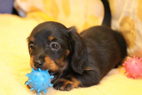 成約済の愛知県のカニンヘンダックスフンド(ロングヘアード)-68115の12枚目