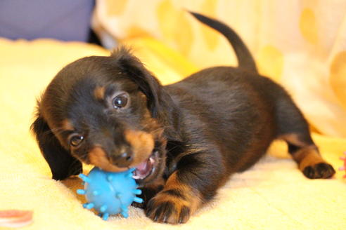 成約済の愛知県のカニンヘンダックスフンド(ロングヘアード)-68115の11枚目