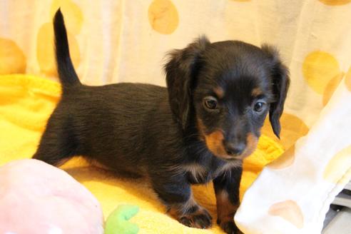 成約済の愛知県のカニンヘンダックスフンド(ロングヘアード)-68115の10枚目