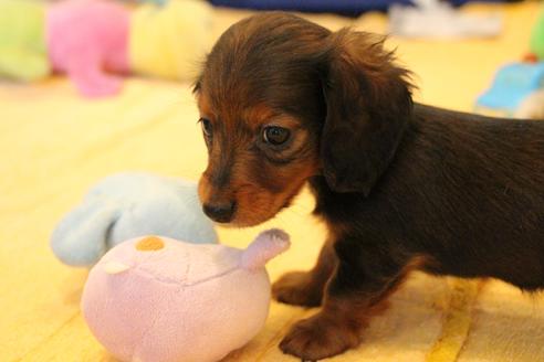 成約済の愛知県のカニンヘンダックスフンド(ロングヘアード)-68112の15枚目