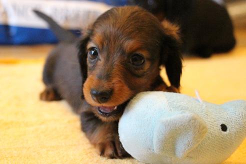 成約済の愛知県のカニンヘンダックスフンド(ロングヘアード)-68112の14枚目