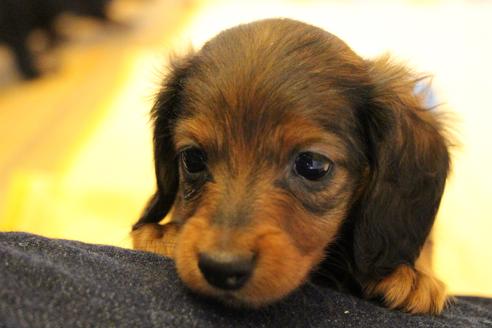 成約済の愛知県のカニンヘンダックスフンド(ロングヘアード)-68112の13枚目