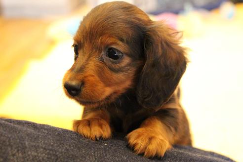 成約済の愛知県のカニンヘンダックスフンド(ロングヘアード)-68112の12枚目