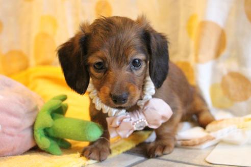 成約済の愛知県のカニンヘンダックスフンド(ロングヘアード)-68113