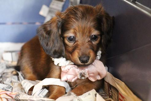 成約済の愛知県のカニンヘンダックスフンド(ロングヘアード)-68113の6枚目