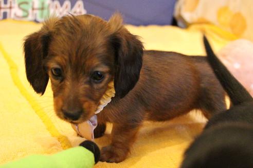 成約済の愛知県のカニンヘンダックスフンド(ロングヘアード)-68113の5枚目