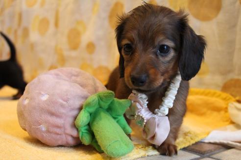 成約済の愛知県のカニンヘンダックスフンド(ロングヘアード)-68113の4枚目