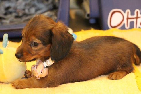 成約済の愛知県のカニンヘンダックスフンド(ロングヘアード)-68113の3枚目