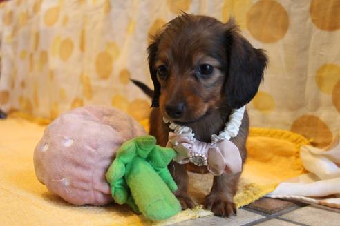 成約済の愛知県のカニンヘンダックスフンド(ロングヘアード)-68113の2枚目