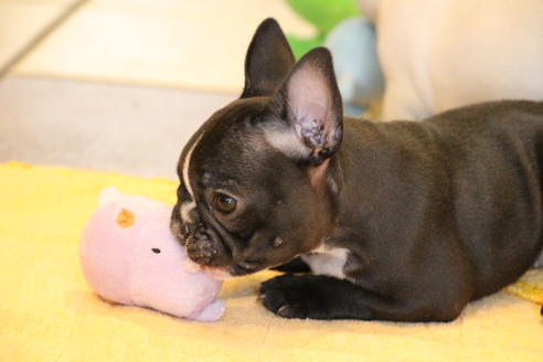 成約済の愛知県のフレンチブルドッグ-68193の44枚目