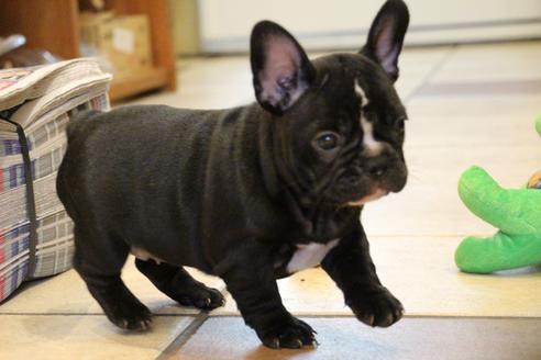 成約済の愛知県のフレンチブルドッグ-68193の43枚目