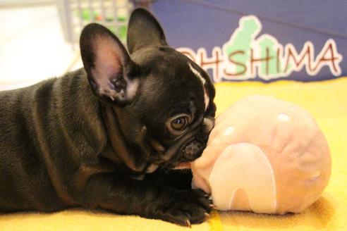 成約済の愛知県のフレンチブルドッグ-68193の41枚目