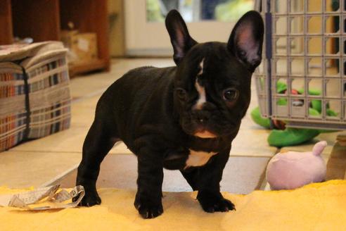 成約済の愛知県のフレンチブルドッグ-68193の40枚目