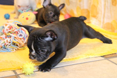 成約済の愛知県のフレンチブルドッグ-68193の39枚目