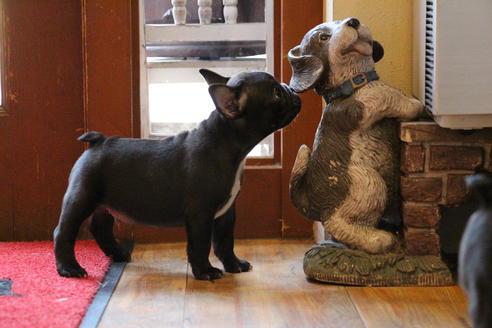 成約済の愛知県のフレンチブルドッグ-68193の38枚目