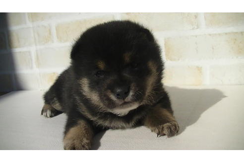 成約済の福岡県の豆柴-68336の1枚目