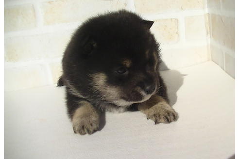 成約済の福岡県の豆柴-68336の4枚目