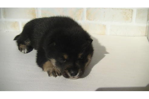 成約済の福岡県の豆柴-68336の3枚目