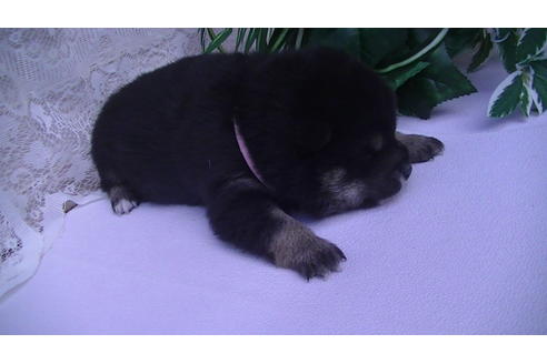 成約済の福岡県の豆柴-68336の2枚目