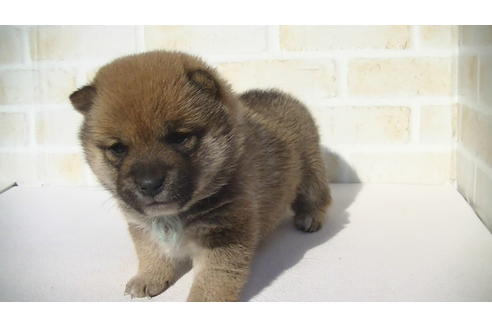 成約済の福岡県の豆柴-68335の6枚目