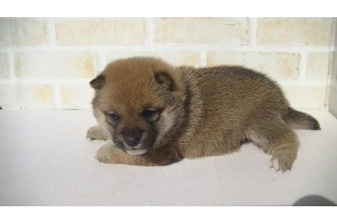 成約済の福岡県の豆柴-68335の5枚目