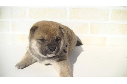 成約済の福岡県の豆柴-68334の1枚目