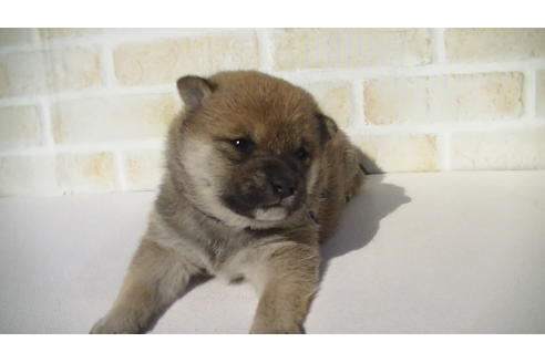 成約済の福岡県の豆柴-68334の3枚目