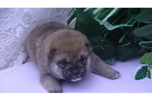 成約済の福岡県の豆柴-68334の2枚目