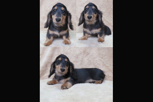 子犬