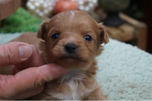 成約済の京都府のミックス犬-69935