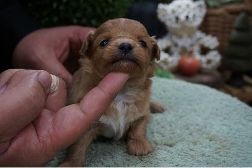 成約済の京都府のミックス犬-69935の3枚目