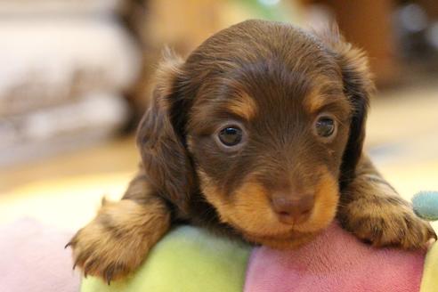 成約済の愛知県のカニンヘンダックスフンド(ロングヘアード)-69085の11枚目