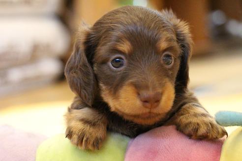 成約済の愛知県のカニンヘンダックスフンド(ロングヘアード)-69085の10枚目