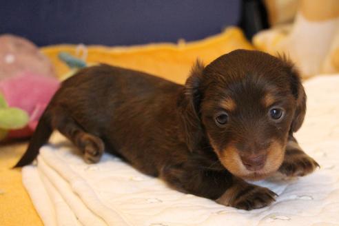 成約済の愛知県のカニンヘンダックスフンド(ロングヘアード)-69085の9枚目