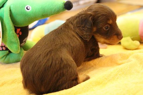 成約済の愛知県のカニンヘンダックスフンド(ロングヘアード)-69085の8枚目