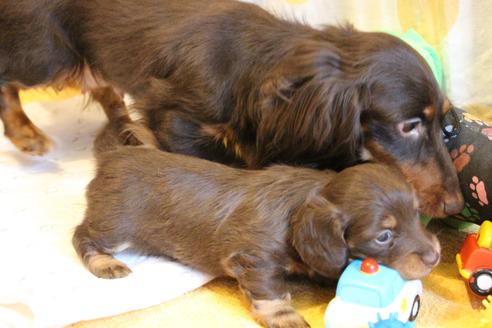 成約済の愛知県のカニンヘンダックスフンド(ロングヘアード)-69085の7枚目