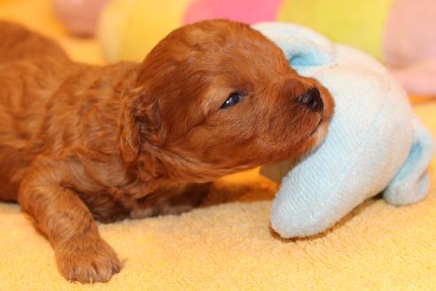 成約済の愛知県のトイプードル-69522の30枚目