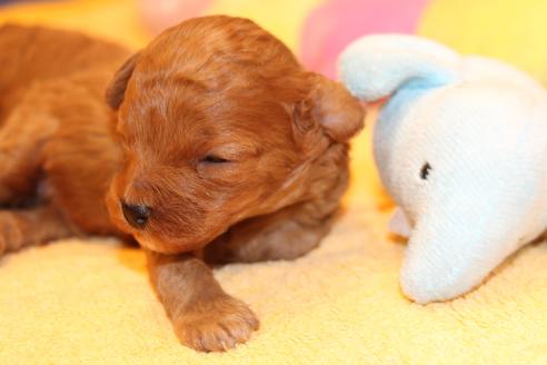 成約済の愛知県のトイプードル-69522の29枚目