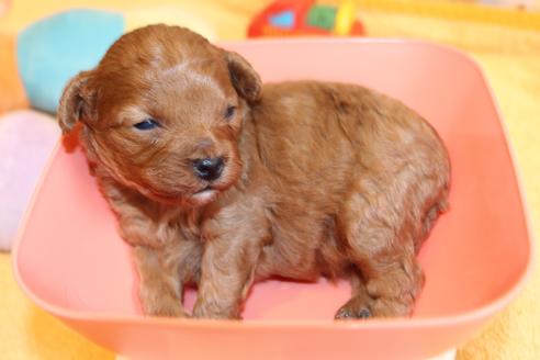 成約済の愛知県のトイプードル-69522の28枚目